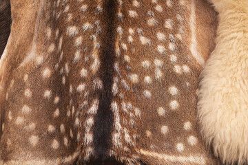 Fallow deer (Dama dama)fur texture.