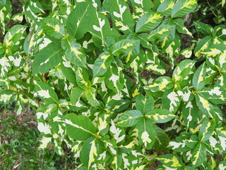 The Caricature plant have a green leaves with white pattern. Scientific name Graptophyllum pictum (L.) Griff. is an auspicious plant that has medicinal properties. Its leaves are oval. Green leaves 
