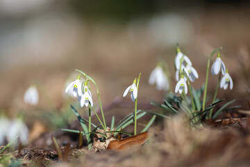 Blooming Galanthus Nivalis