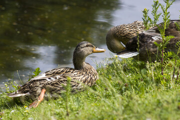 Mallard ducks in a grass