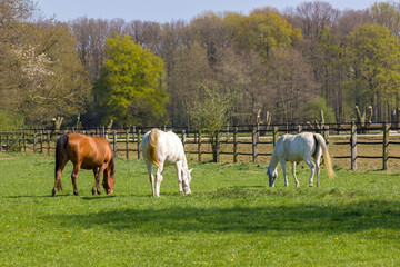 Obraz premium Horses on a spring pasture; Germany