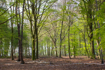green forest in spring in Germany