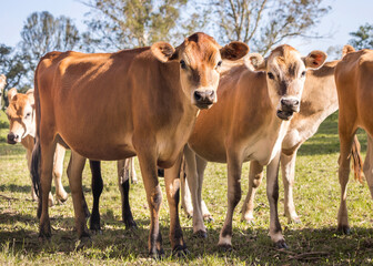 Close-up of a herd of young Jersey cattle standing on the pasture on the farm looking at the camera.