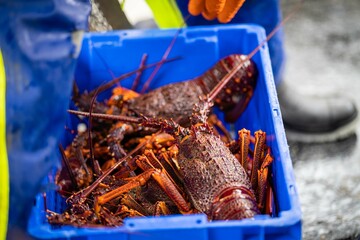 fish market with fish and crustations. seafood