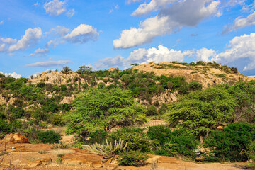 BRAZILIAN CAATINGA BIOME TREES