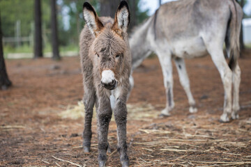 Cute and fluffy donkey foal standing on his lanky legs facing the camera