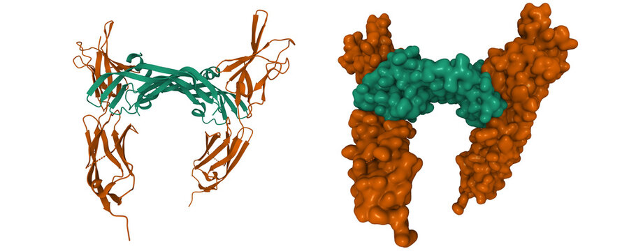 VEGFR-2 (brown) - VEGF-E (green) complex structure. 3D cartoon and Gaussian surface models, PDB 3v6b