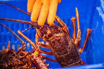 fish market with fish and crustations. seafood