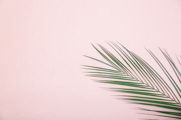 Palm leaf on a pink background. Beautiful background for design. copy space