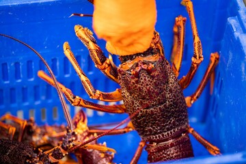 unloading a fishing boat and using scales to weight lobster. Catching live Lobster in America. Fishing crayfish in Tasmania Australia. ready for chinese new year