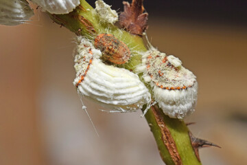 Cochenilles, nuisibles, sur une branche de rosier.