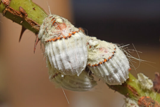 Cochenilles, nuisibles, sur une branche de rosier.