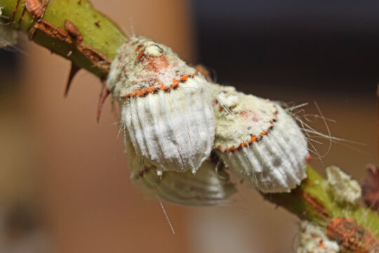 Cochenilles, nuisibles, sur une branche de rosier.