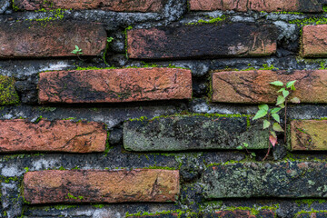 old brick wall with moss