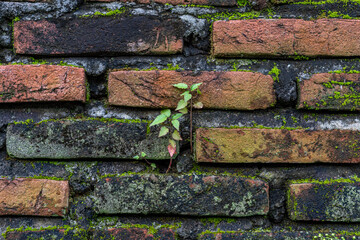 old brick wall with moss