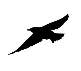 Crow bird silhouette isolated on white background. vector eps10