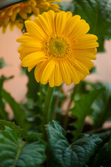 Gerbera daisy flower in the garden. Bright yellow gerbera closeup