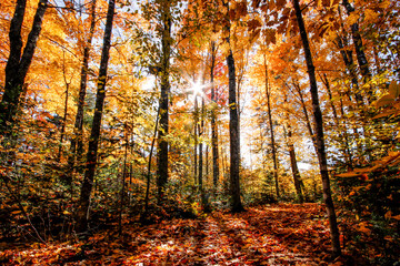 A fall scene in the woods of New England with a sunburst and shadows.