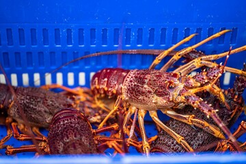 Catching live Lobster in America. Fishing crayfish in Tasmania Australia. ready for chinese new year