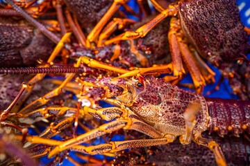 Catching live Lobster in America. Fishing crayfish in Tasmania Australia. ready for chinese new year
