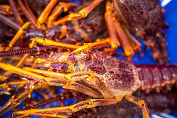 Catching live Lobster in America. Fishing crayfish in Tasmania Australia. ready for chinese new year