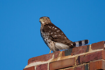 Cooper's hawk on a brick chimney