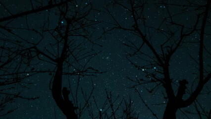 木のシルエットと星空
