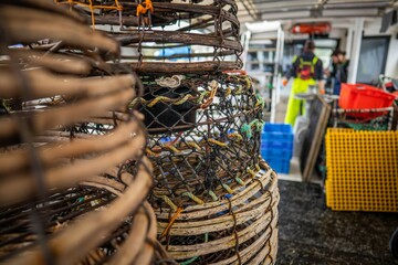 Catching live Lobster in America. Fishing crayfish in Tasmania Australia. ready for chinese new year