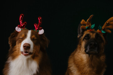 Australian and German Shepherd are best friends. Concept of pets celebrating Christmas. Two...