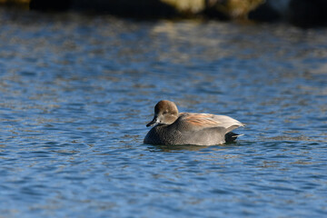 Cute Gadwall duck floating along opening to harbor