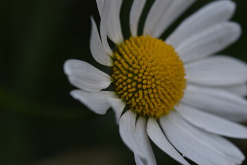 Fototapeta premium Oxeye Daisy From The Side