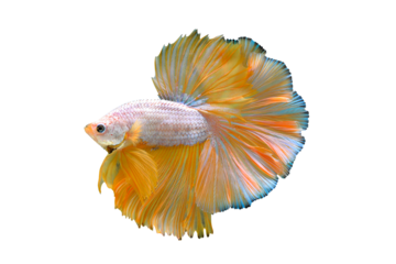 Betta fish, Siamese fighting fish isolated on transparent background.