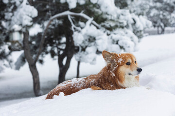 beautiful corgi dog in the snow