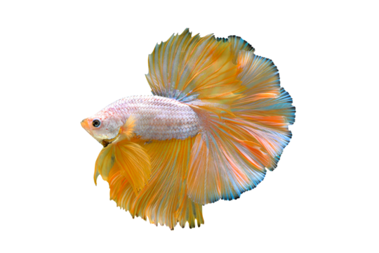 Betta fish, Siamese fighting fish isolated on transparent background.