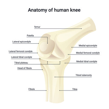 Diagram anatomy of human knee