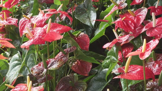 blooming red Anthurium flamingo tailflower laceleaf flower field garden horticulture
