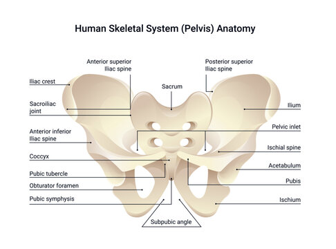 Human skeletal system pelvis anatomy, medical vector diagram illustration