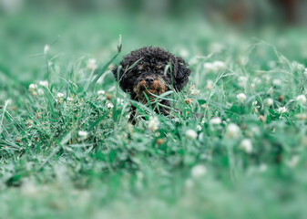Puppy hiding in the grass