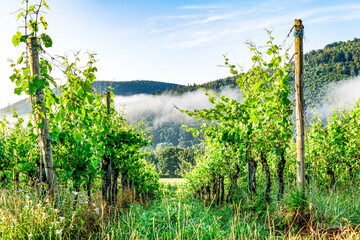 misty morning landscape in a vineyard