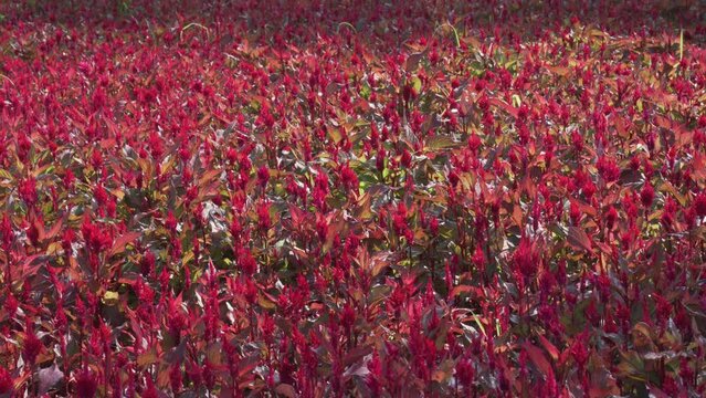 blooming red Celosia argentea or plumed cockscomb or silver cocks comb flower garden meadow field. Blossom horticulture agriculture