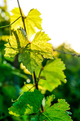 vine leaves in the sunrise