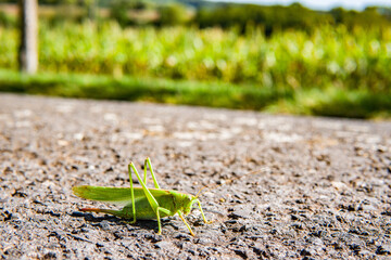 A grasshopper sitting in the street