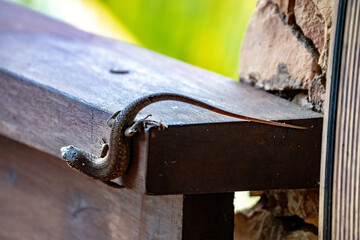 A gecko in a resort in Zanzibar