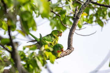 Rare South American Maracanã Parakeets (Psittacara leucophthalmus), copulating on tree branch in selective focus. reproduction.
