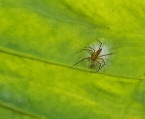 The spider sleeps in his nest.  on the green leaf
