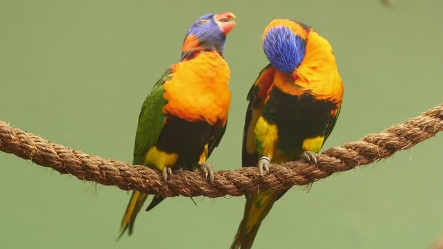Small parrots stand on the branch against green background with copy space 