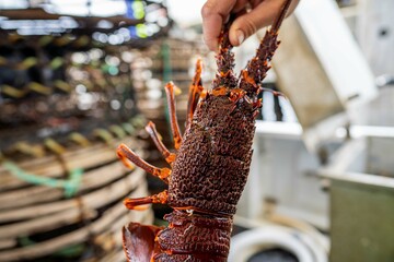 close up of a Catching live Lobster in America. lobster crayfish in Tasmania Australia. ready for...