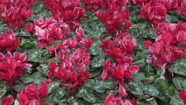 red Persian cyclamen persicum flower growing in garden