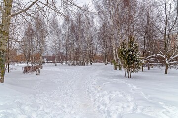 Naklejka premium A path in the snow between the trees