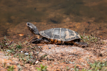 turtle on the ground